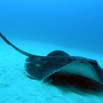 Sting Ray - scuba diving